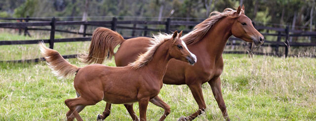 Equinos Finca